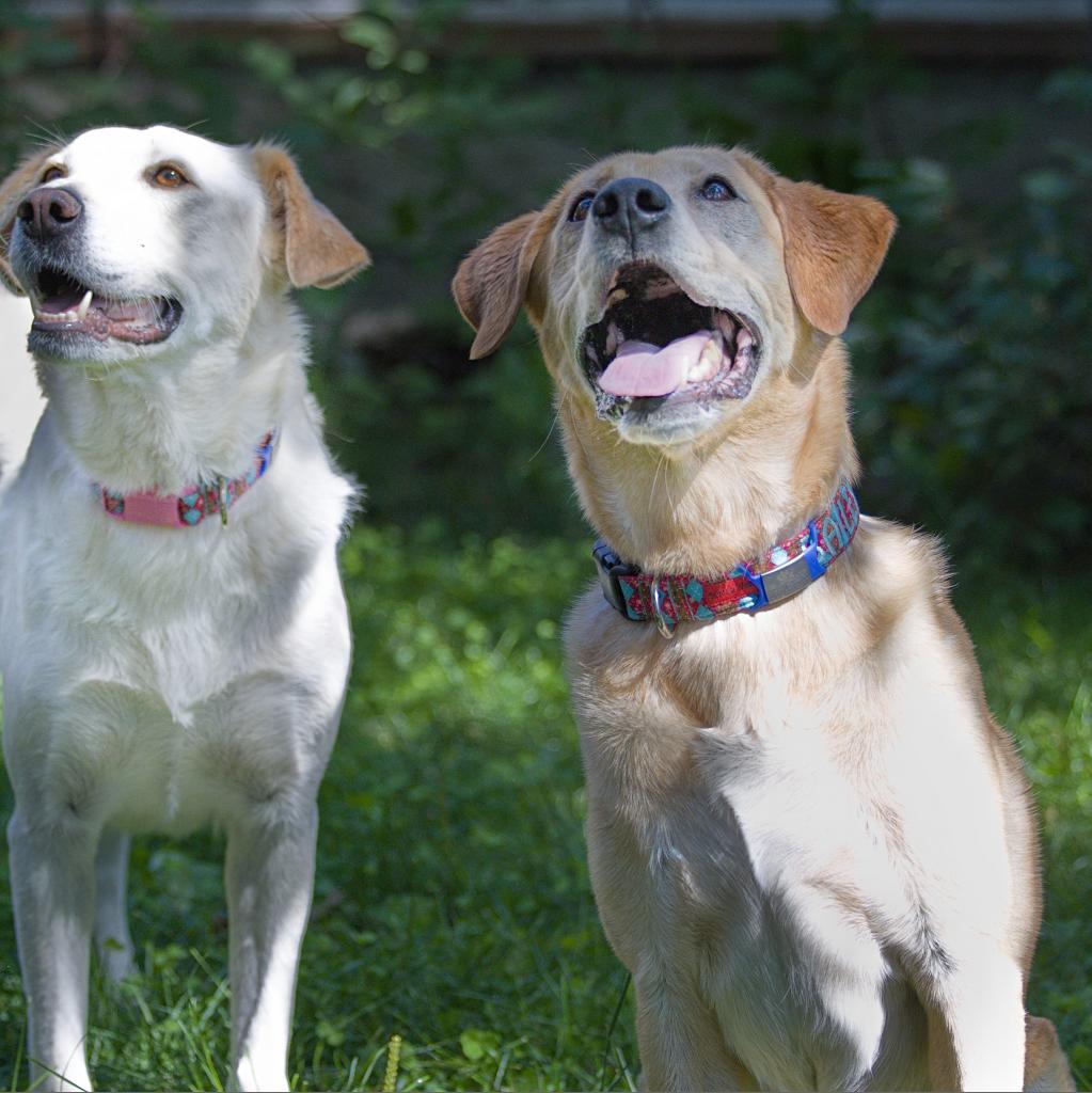 Bailey, an adoptable Labrador Retriever in Calgary, AB, T3C 1W4 | Photo Image 4