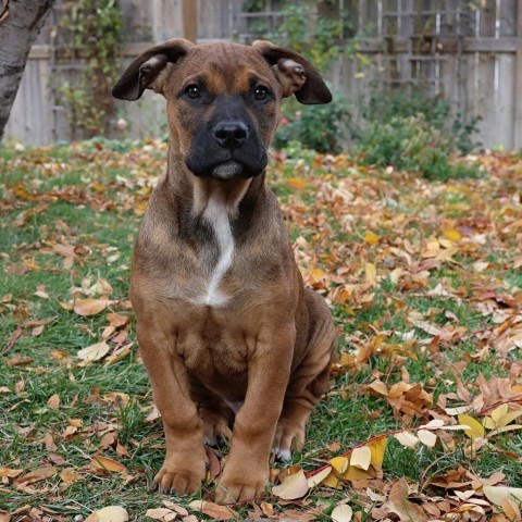 Merlot, an adoptable Boxer in Calgary, AB, T3C 1W4 | Photo Image 1