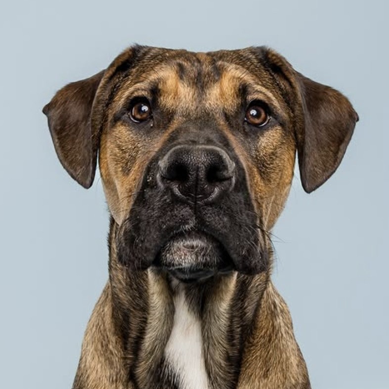 Merlot, an adoptable Boxer in Calgary, AB, T3C 1W4 | Photo Image 1