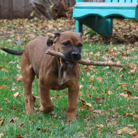 Merlot, an adoptable Boxer in Calgary, AB, T3C 1W4 | Photo Image 2