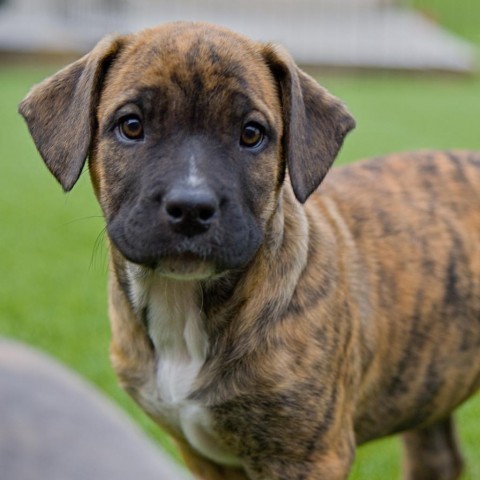 Merlot, an adoptable Boxer in Calgary, AB, T3C 1W4 | Photo Image 3