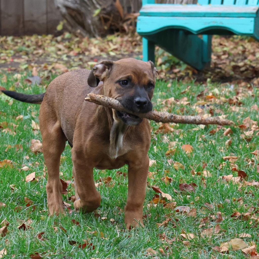 Merlot, an adoptable Boxer in Calgary, AB, T3C 1W4 | Photo Image 3