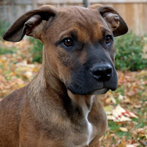 Merlot, an adoptable Boxer in Calgary, AB, T3C 1W4 | Photo Image 4