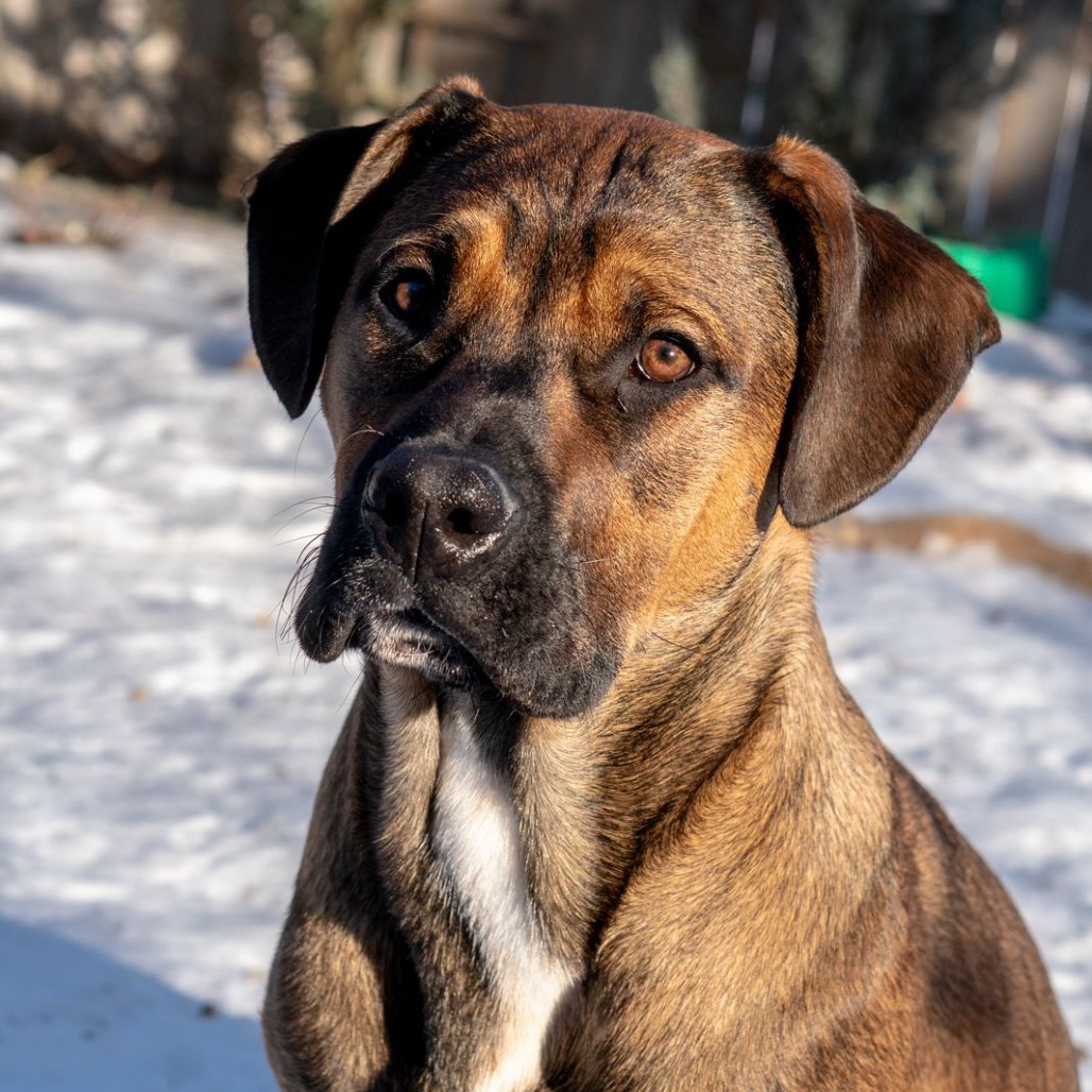 Merlot, an adoptable Boxer in Calgary, AB, T3C 1W4 | Photo Image 5