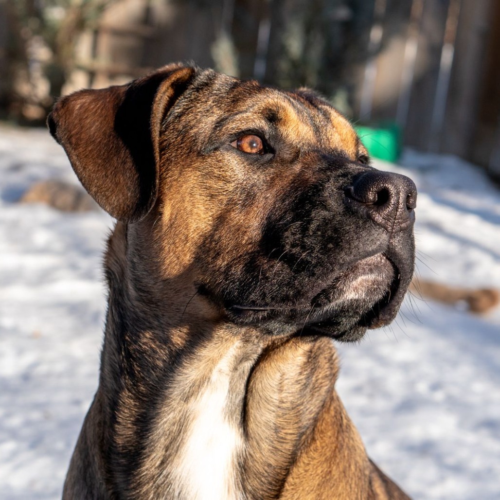 Merlot, an adoptable Boxer in Calgary, AB, T3C 1W4 | Photo Image 6
