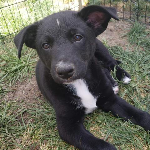 Torvi, an adoptable Black Labrador Retriever, Mixed Breed in Calgary, AB, T3C 1W4 | Photo Image 1