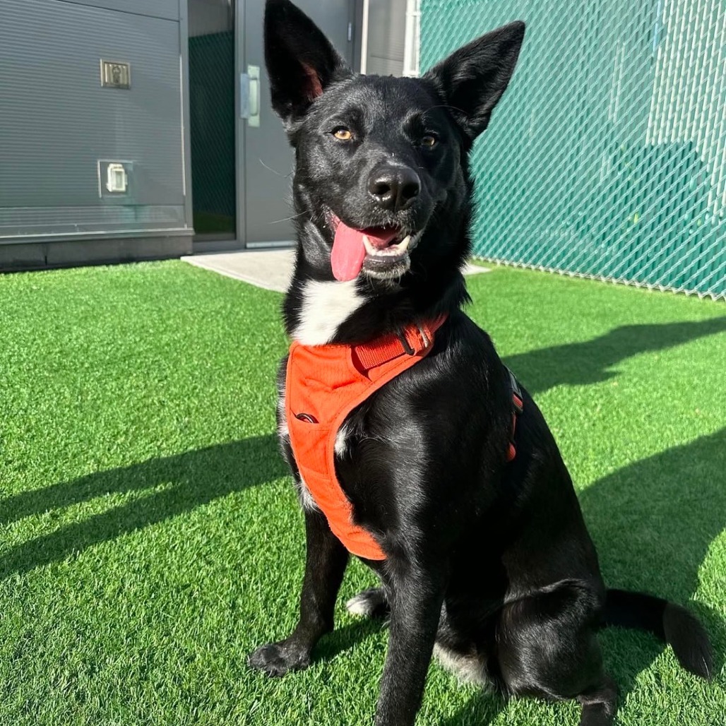 Torvi, an adoptable Black Labrador Retriever, Mixed Breed in Calgary, AB, T3C 1W4 | Photo Image 1