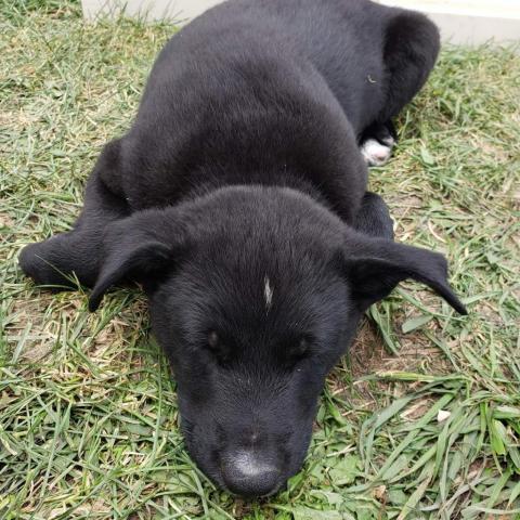 Torvi, an adoptable Black Labrador Retriever, Mixed Breed in Calgary, AB, T3C 1W4 | Photo Image 2