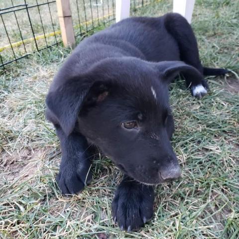 Torvi, an adoptable Black Labrador Retriever, Mixed Breed in Calgary, AB, T3C 1W4 | Photo Image 3