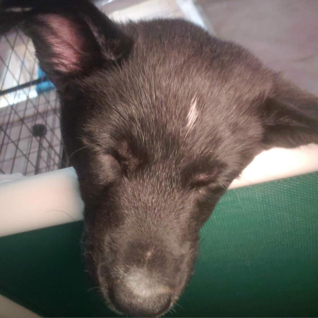 Torvi, an adoptable Black Labrador Retriever, Mixed Breed in Calgary, AB, T3C 1W4 | Photo Image 3