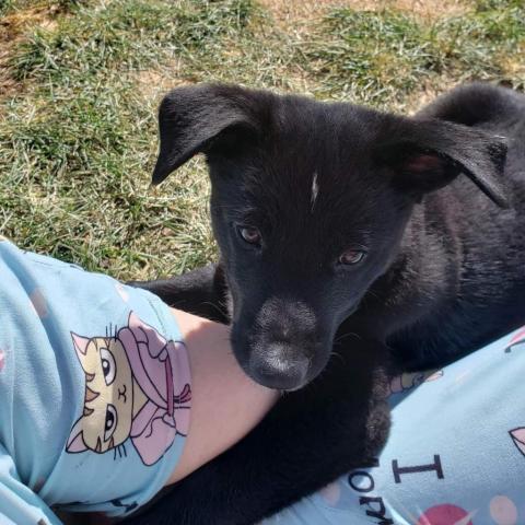 Torvi, an adoptable Black Labrador Retriever, Mixed Breed in Calgary, AB, T3C 1W4 | Photo Image 4