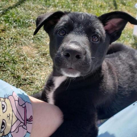 Torvi, an adoptable Black Labrador Retriever, Mixed Breed in Calgary, AB, T3C 1W4 | Photo Image 5