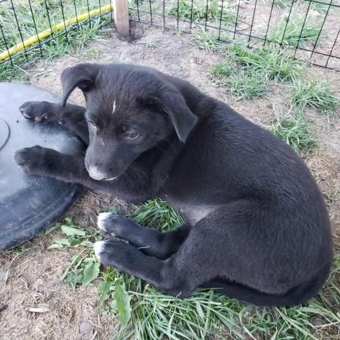 Torvi, an adoptable Black Labrador Retriever, Mixed Breed in Calgary, AB, T3C 1W4 | Photo Image 6