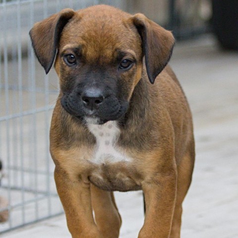 Half pint, an adoptable Boxer in Calgary, AB, T3C 1W4 | Photo Image 1