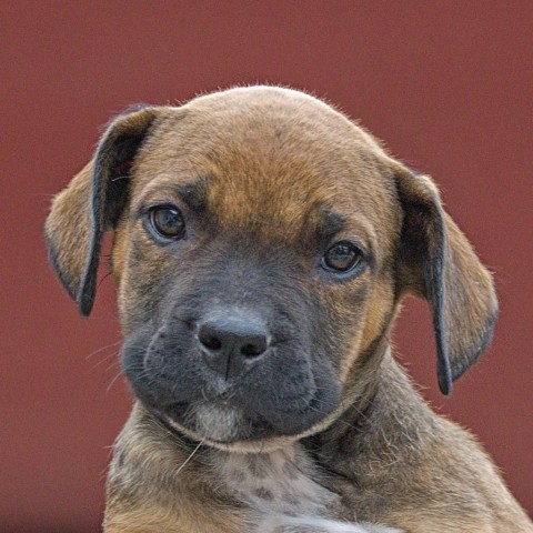 Half pint, an adoptable Boxer in Calgary, AB, T3C 1W4 | Photo Image 2