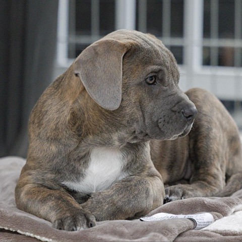 Whiskey, an adoptable Boxer, Mastiff in Calgary, AB, T3C 1W4 | Photo Image 1