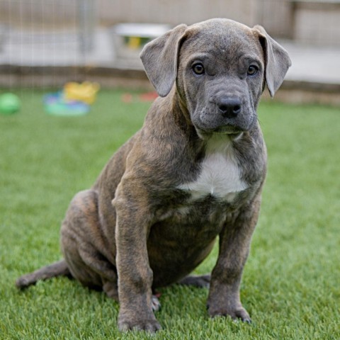 Whiskey, an adoptable Boxer, Mastiff in Calgary, AB, T3C 1W4 | Photo Image 2