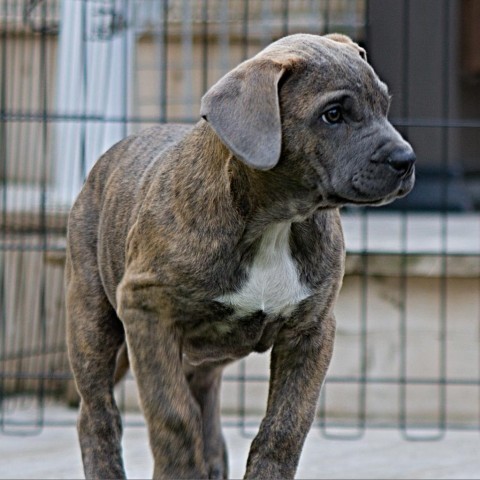 Whiskey, an adoptable Boxer, Mastiff in Calgary, AB, T3C 1W4 | Photo Image 3