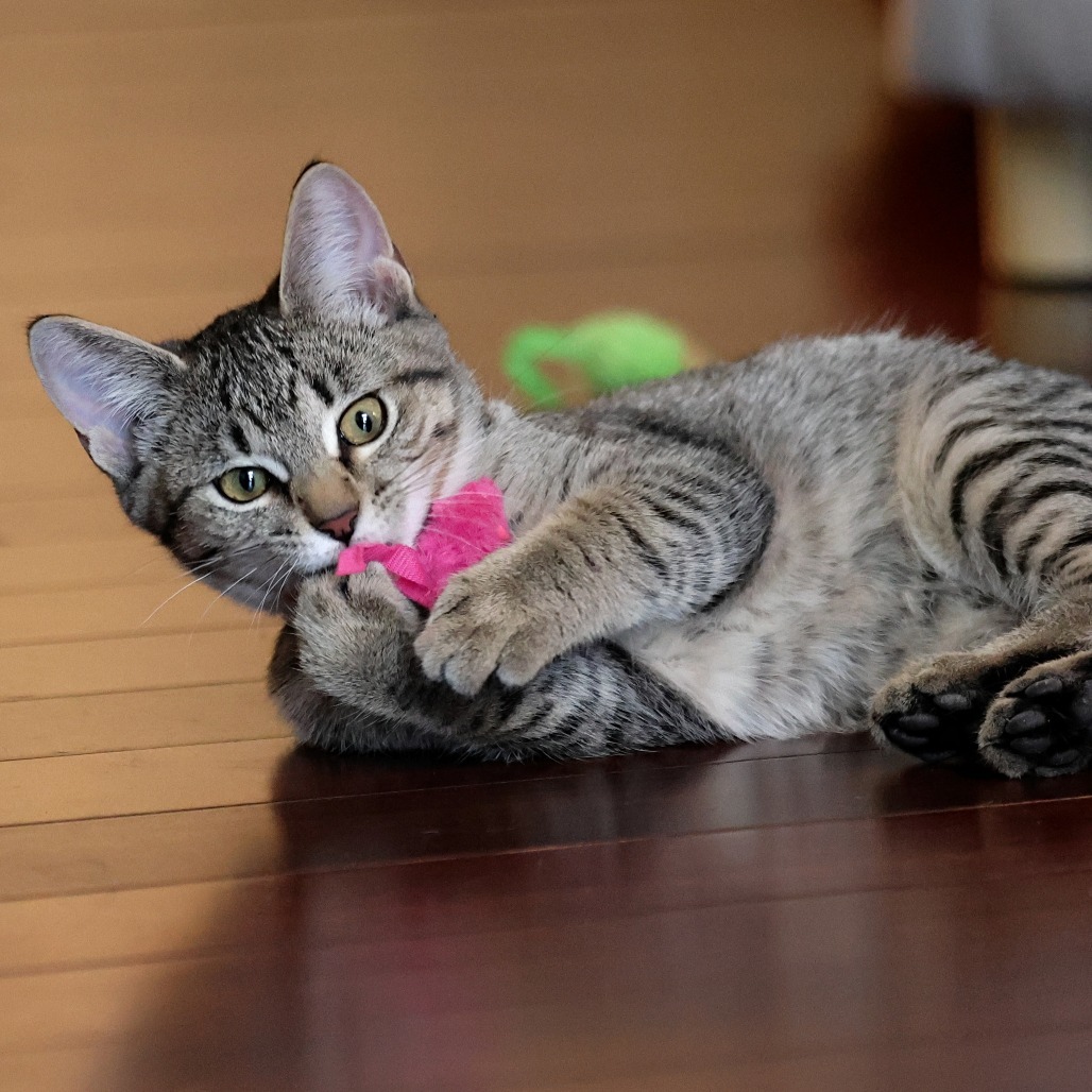 Nutmeg, an adoptable Domestic Short Hair in Calgary, AB, T3C 1W4 | Photo Image 1