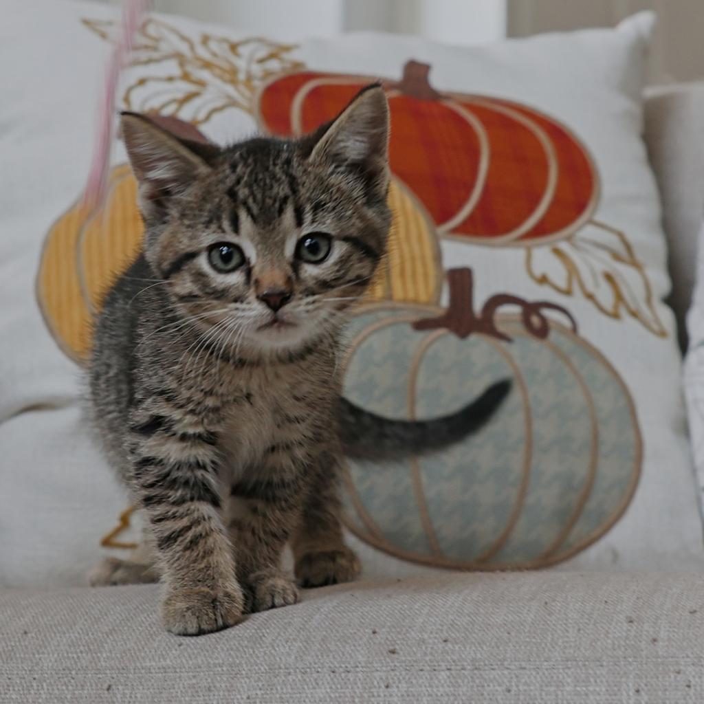 Nutmeg, an adoptable Domestic Short Hair in Calgary, AB, T3C 1W4 | Photo Image 2