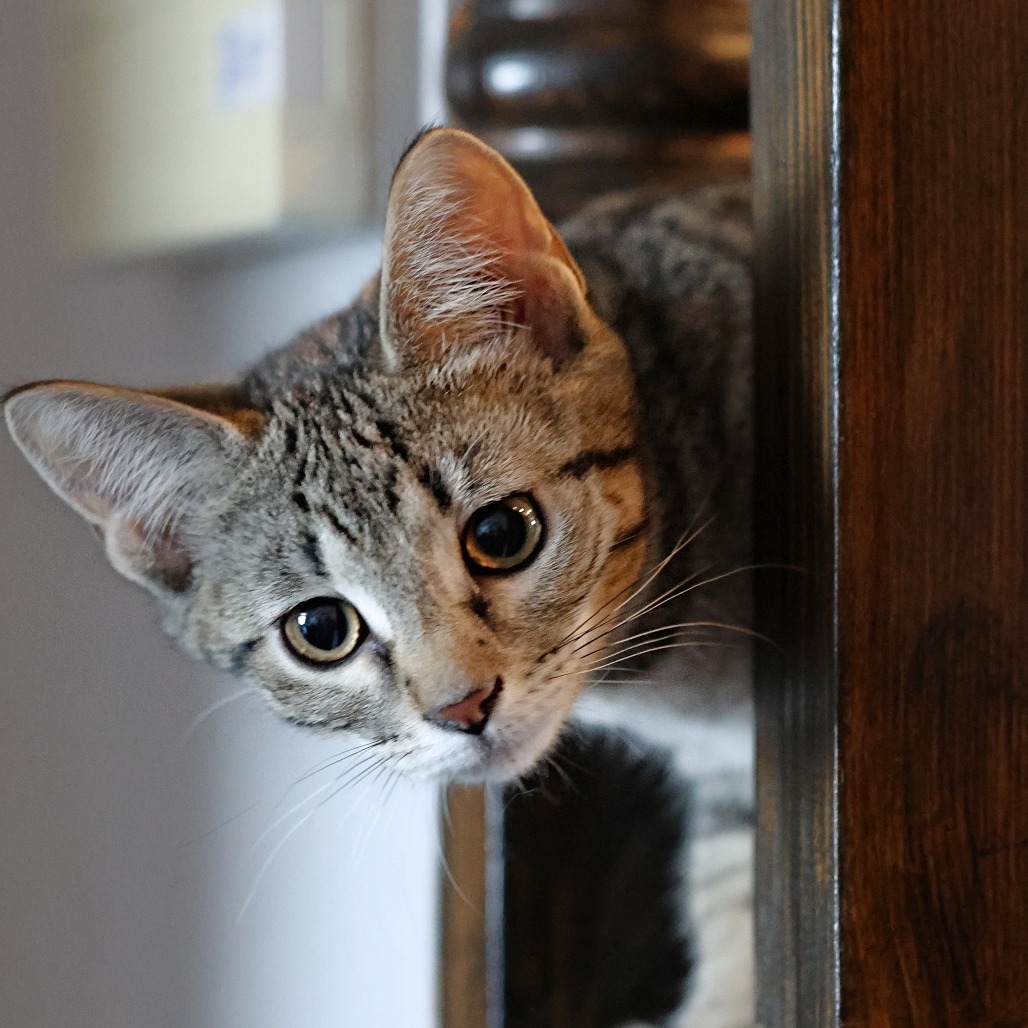 Nutmeg, an adoptable Domestic Short Hair in Calgary, AB, T3C 1W4 | Photo Image 3