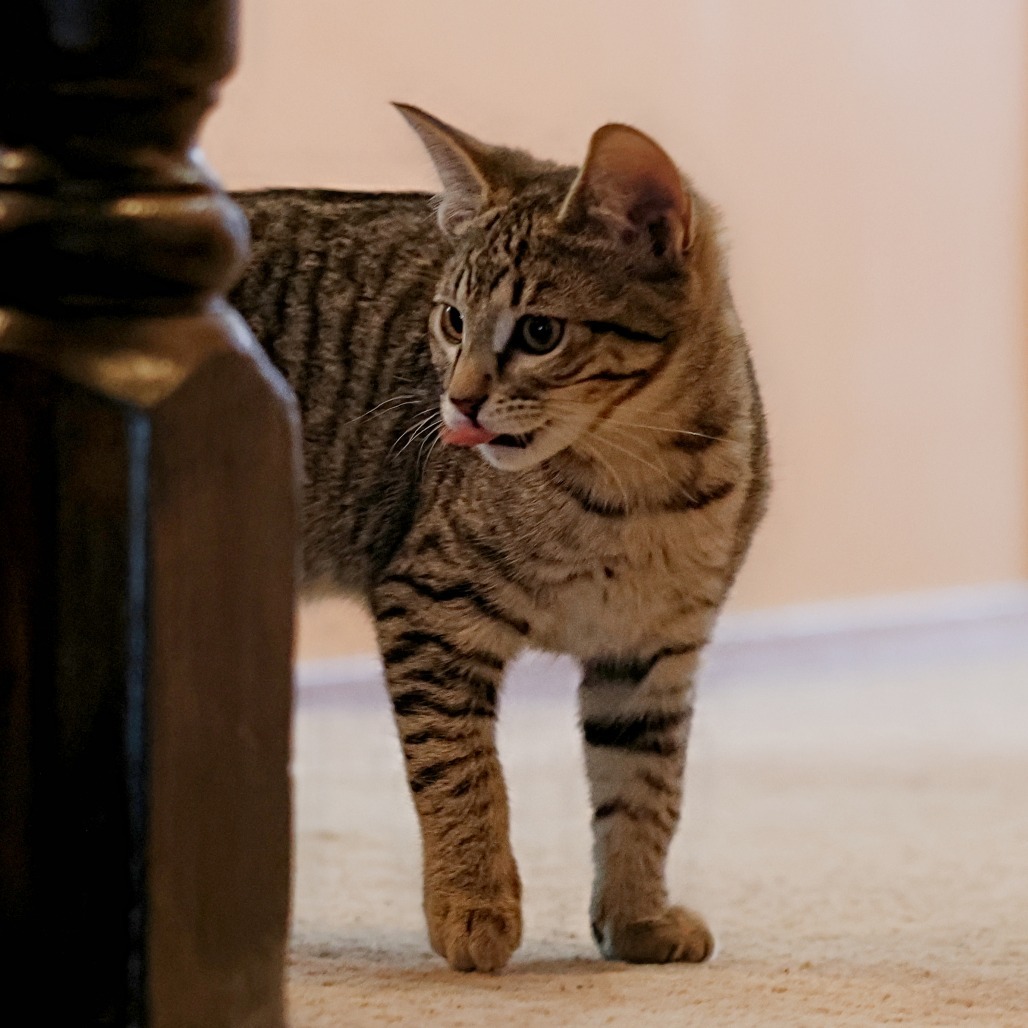 Nutmeg, an adoptable Domestic Short Hair in Calgary, AB, T3C 1W4 | Photo Image 4