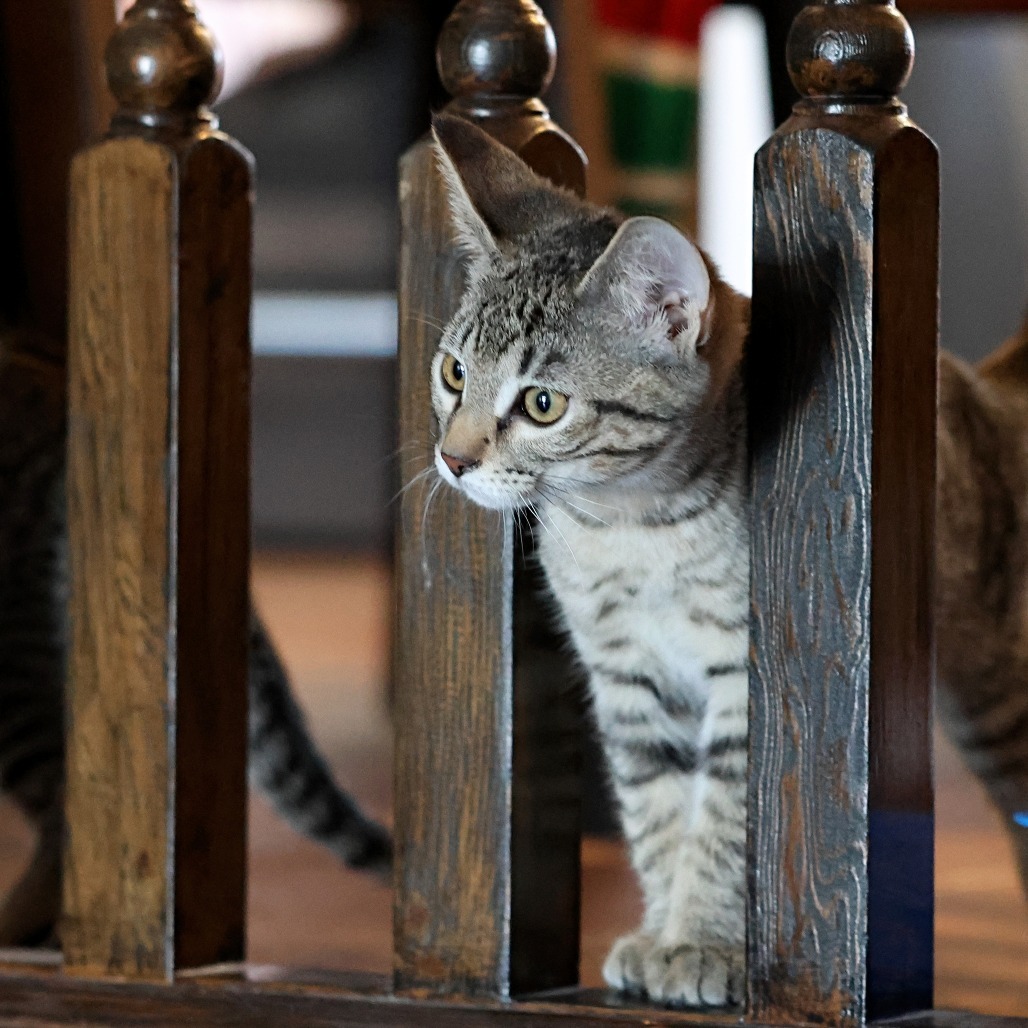 Nutmeg, an adoptable Domestic Short Hair in Calgary, AB, T3C 1W4 | Photo Image 5