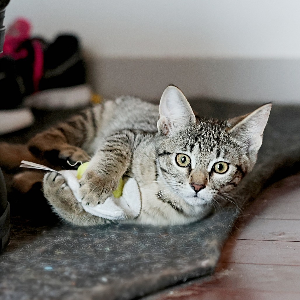 Nutmeg, an adoptable Domestic Short Hair in Calgary, AB, T3C 1W4 | Photo Image 6