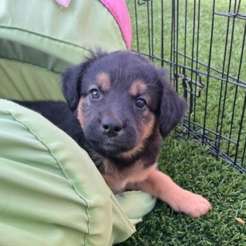 Ariel, an adoptable German Shepherd Dog, Mixed Breed in Calgary, AB, T3C 1W4 | Photo Image 3