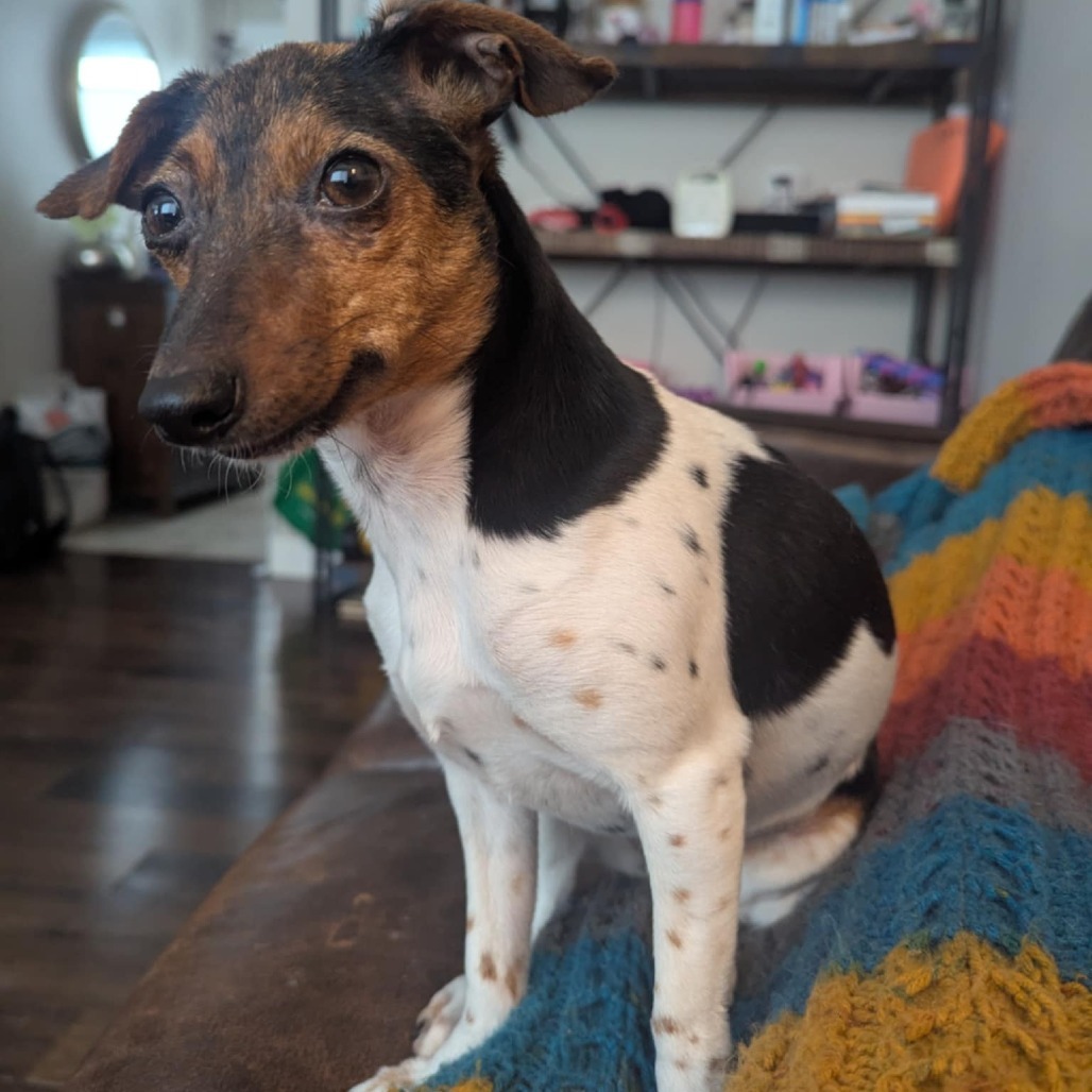 Jessie, an adoptable Chihuahua, Jack Russell Terrier in Calgary, AB, T3C 1W4 | Photo Image 1