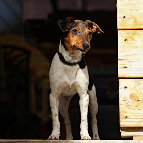 Jesse, an adoptable Chihuahua, Jack Russell Terrier in Calgary, AB, T3C 1W4 | Photo Image 2