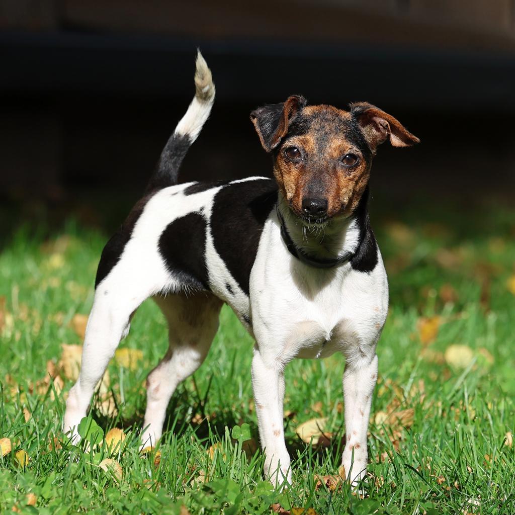 Jessie, an adoptable Chihuahua, Jack Russell Terrier in Calgary, AB, T3C 1W4 | Photo Image 2