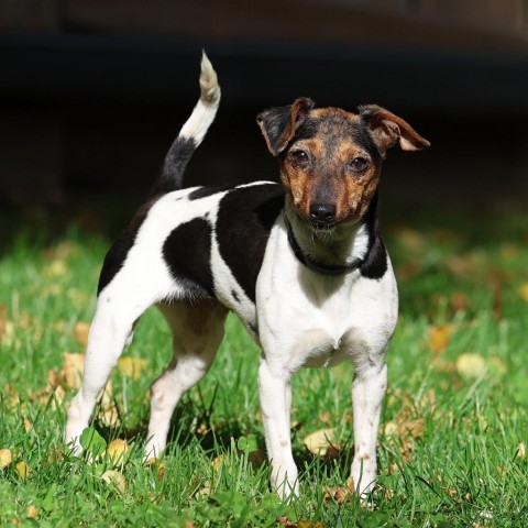 Jesse, an adoptable Chihuahua, Jack Russell Terrier in Calgary, AB, T3C 1W4 | Photo Image 3