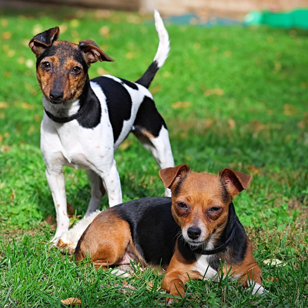 Jessie, an adoptable Chihuahua, Jack Russell Terrier in Calgary, AB, T3C 1W4 | Photo Image 3