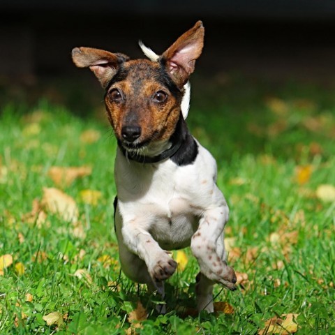 Jesse, an adoptable Chihuahua, Jack Russell Terrier in Calgary, AB, T3C 1W4 | Photo Image 4