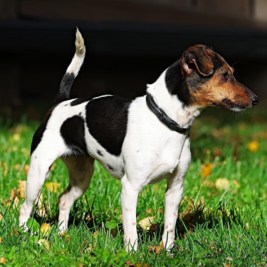 Jessie, an adoptable Chihuahua, Jack Russell Terrier in Calgary, AB, T3C 1W4 | Photo Image 4