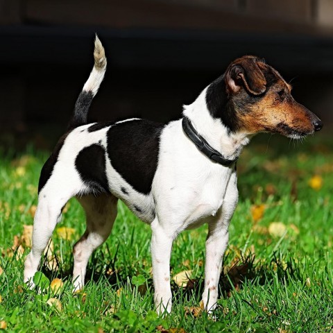 Jesse, an adoptable Chihuahua, Jack Russell Terrier in Calgary, AB, T3C 1W4 | Photo Image 5