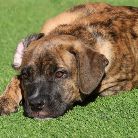 Amaretto, an adoptable Boxer in Calgary, AB, T3C 1W4 | Photo Image 1