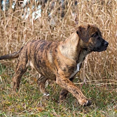 Amaretto, an adoptable Boxer in Calgary, AB, T3C 1W4 | Photo Image 2