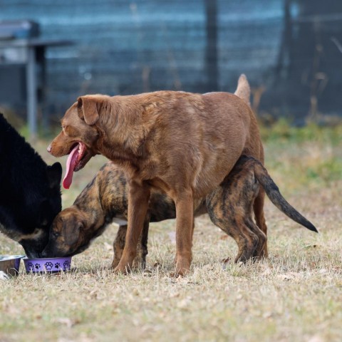 Amaretto, an adoptable Boxer in Calgary, AB, T3C 1W4 | Photo Image 3