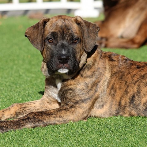 Amaretto, an adoptable Boxer in Calgary, AB, T3C 1W4 | Photo Image 5