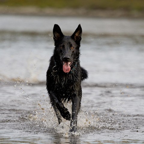 Vasco, an adoptable Labrador Retriever, Border Collie in Calgary, AB, T3C 1W4 | Photo Image 1