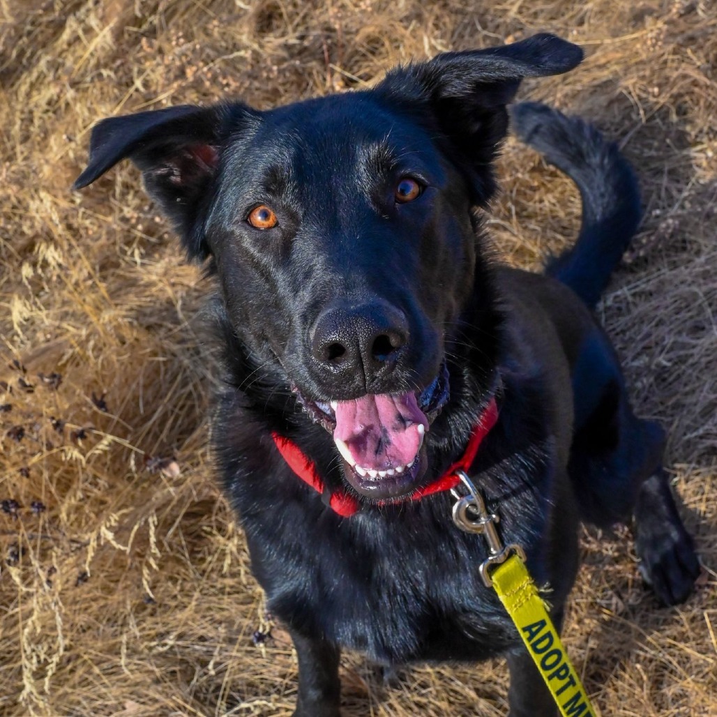 Vasco, an adoptable Labrador Retriever, Border Collie in Calgary, AB, T3C 1W4 | Photo Image 1