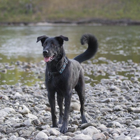 Vasco, an adoptable Labrador Retriever, Border Collie in Calgary, AB, T3C 1W4 | Photo Image 2