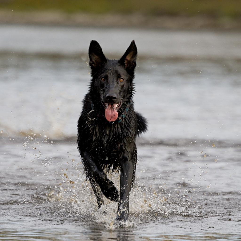 Vasco, an adoptable Labrador Retriever, Border Collie in Calgary, AB, T3C 1W4 | Photo Image 2