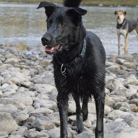 Vasco, an adoptable Labrador Retriever, Border Collie in Calgary, AB, T3C 1W4 | Photo Image 3