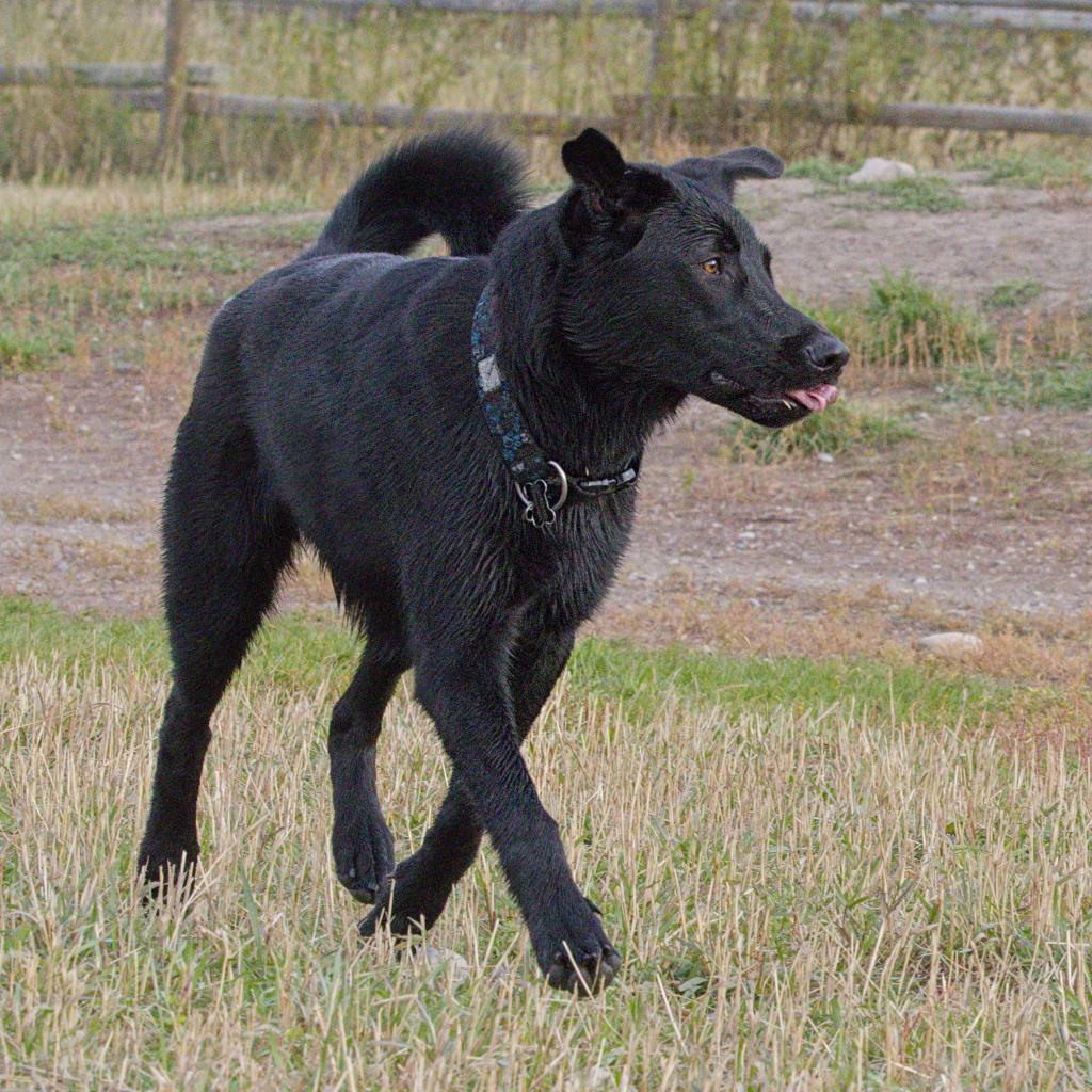Vasco, an adoptable Labrador Retriever, Border Collie in Calgary, AB, T3C 1W4 | Photo Image 3