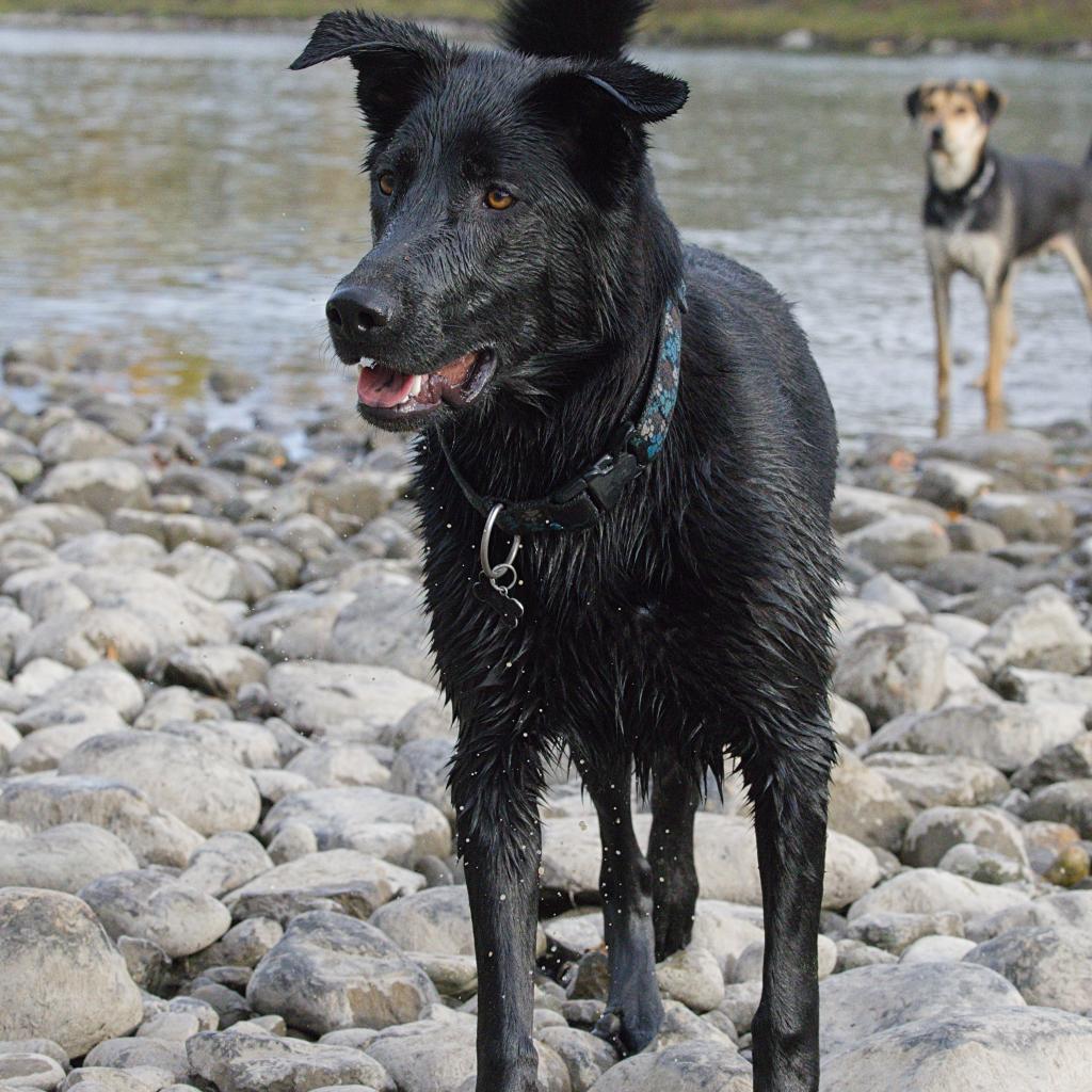 Vasco, an adoptable Labrador Retriever, Border Collie in Calgary, AB, T3C 1W4 | Photo Image 4