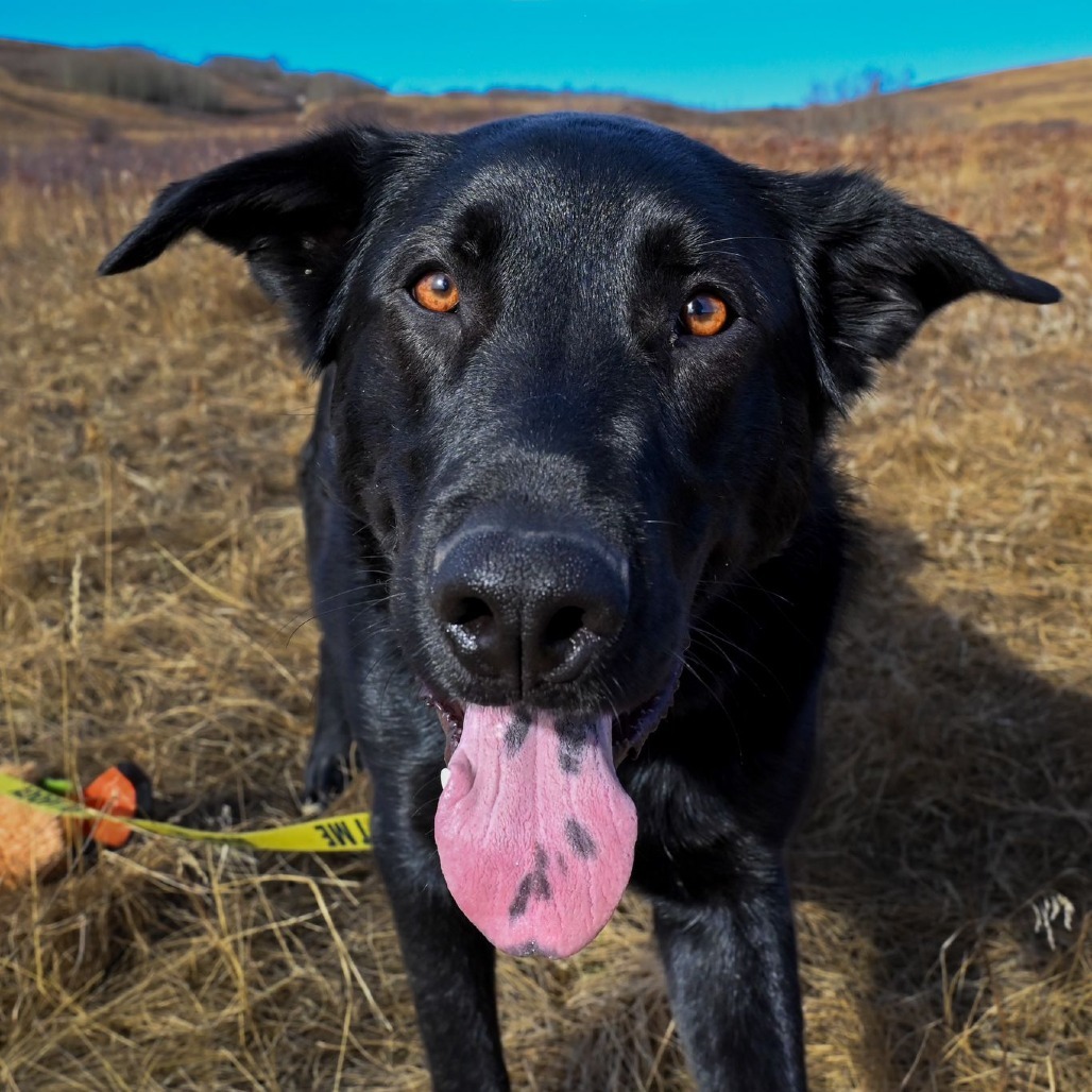 Vasco, an adoptable Labrador Retriever, Border Collie in Calgary, AB, T3C 1W4 | Photo Image 6
