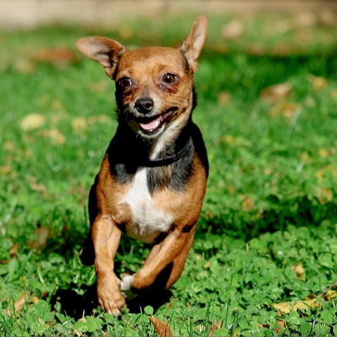 Jazzy, an adoptable Chihuahua, Jack Russell Terrier in Calgary, AB, T3C 1W4 | Photo Image 2